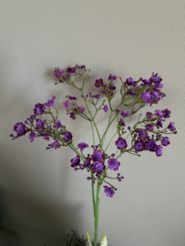 Gypsophillia paars