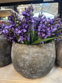 Hyacint purple