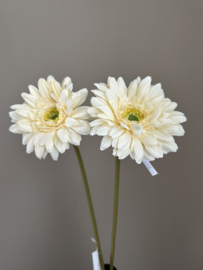 Gerbera
