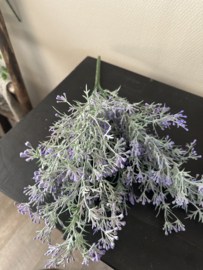 Bos Lavendel