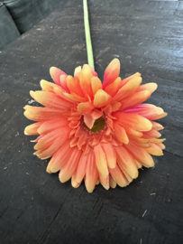 Gerbera’s  in 7 kleuren