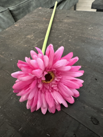 Gerbera’s  in 7 kleuren