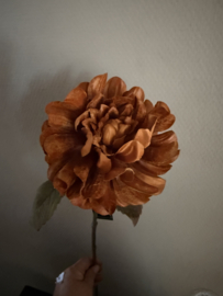 Dahlia bruin