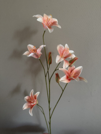 Lelie lily  1.06 M