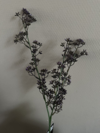 Micea plato