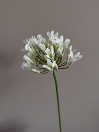 Agapantus  crème