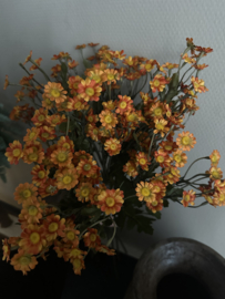Margrietje oranje 60 cm