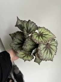 Begonia plant