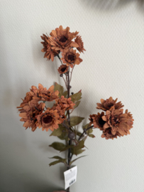 Chrysanthemum Branch