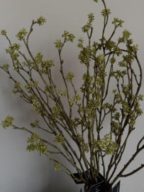 Callicarpa groen 75 cm