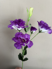 Lisianthus paars 74 cm