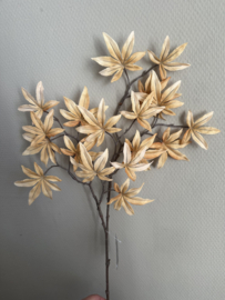 Acer palmatum beige