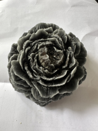 Geur roos Black Amber