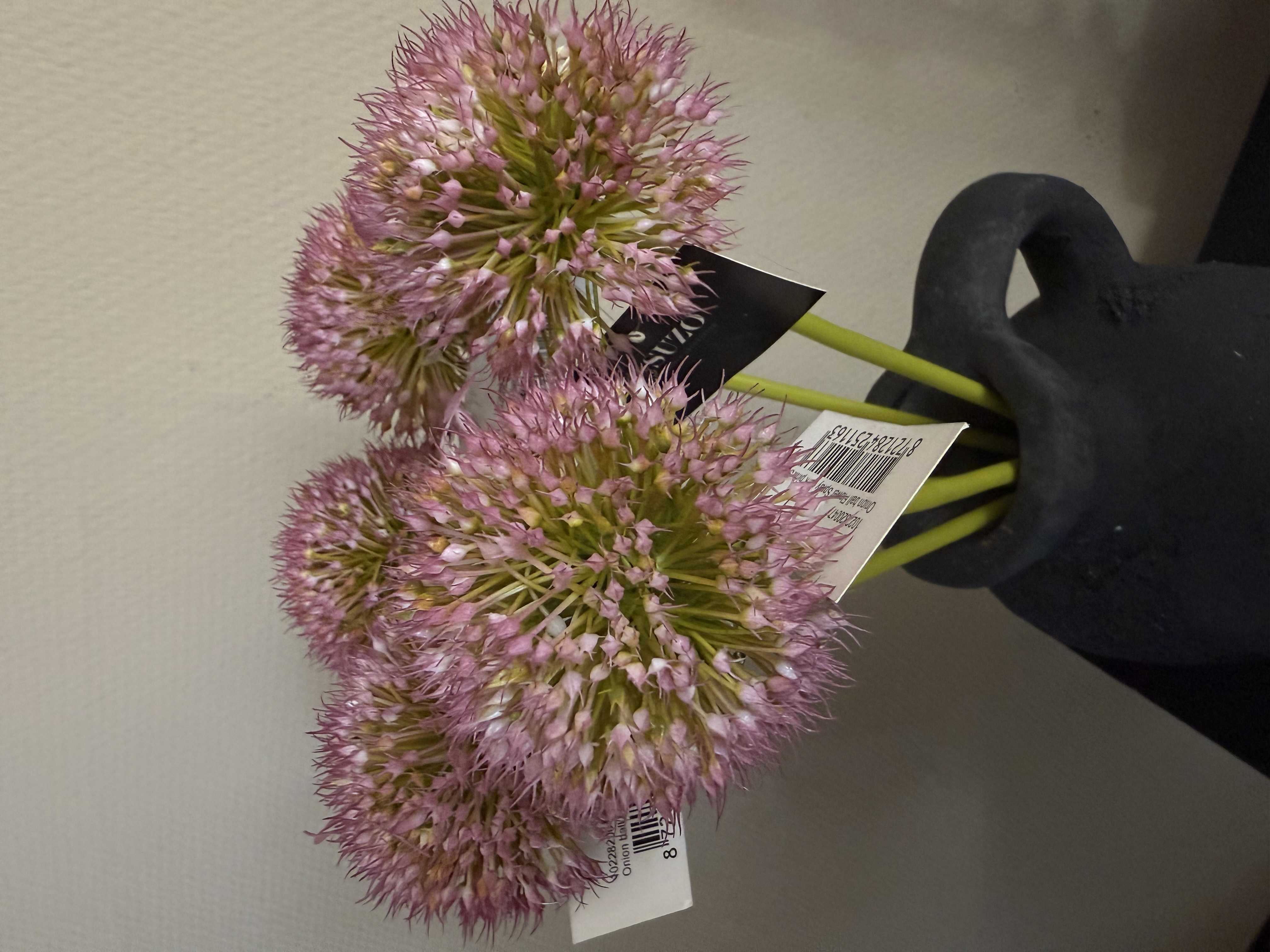 Allium bollen in 5 kleuren