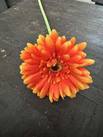 Gerbera’s  in 7 kleuren