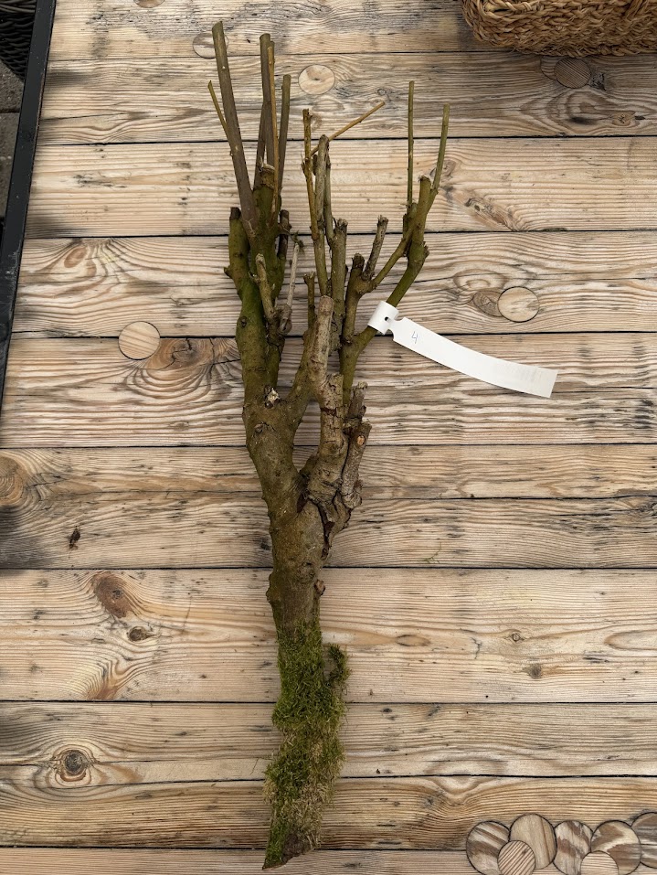 Branch sering mossed