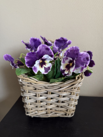 Viooltjes Purple /white  30 cm