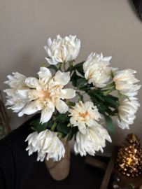 Bos dahlia,s