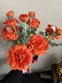 Ranunculus orange ( ranonkel)