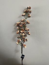 Potentilla apricot
