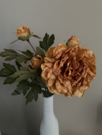 Peony duchess brown