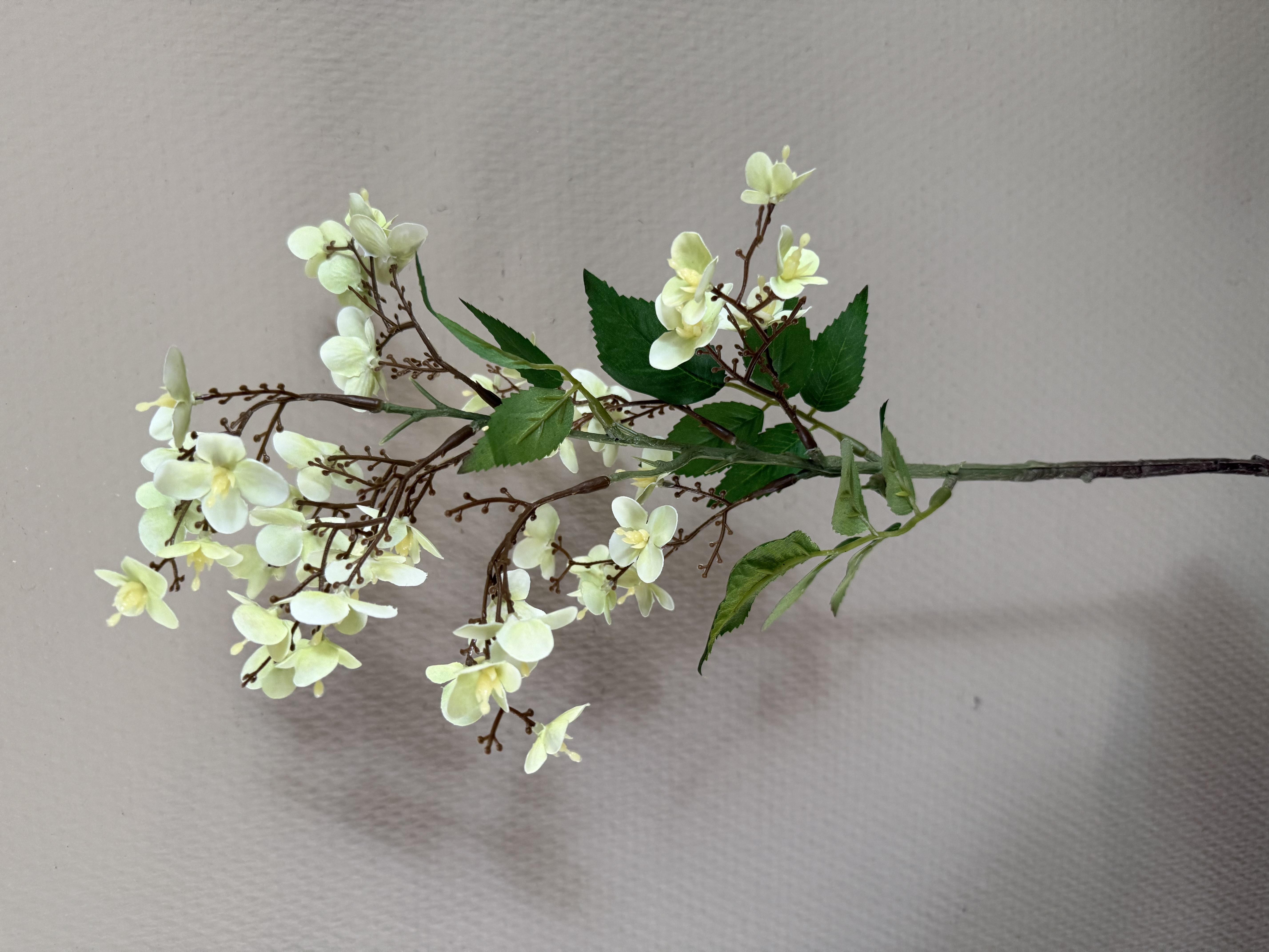 Sphaerocoryne lefevrei