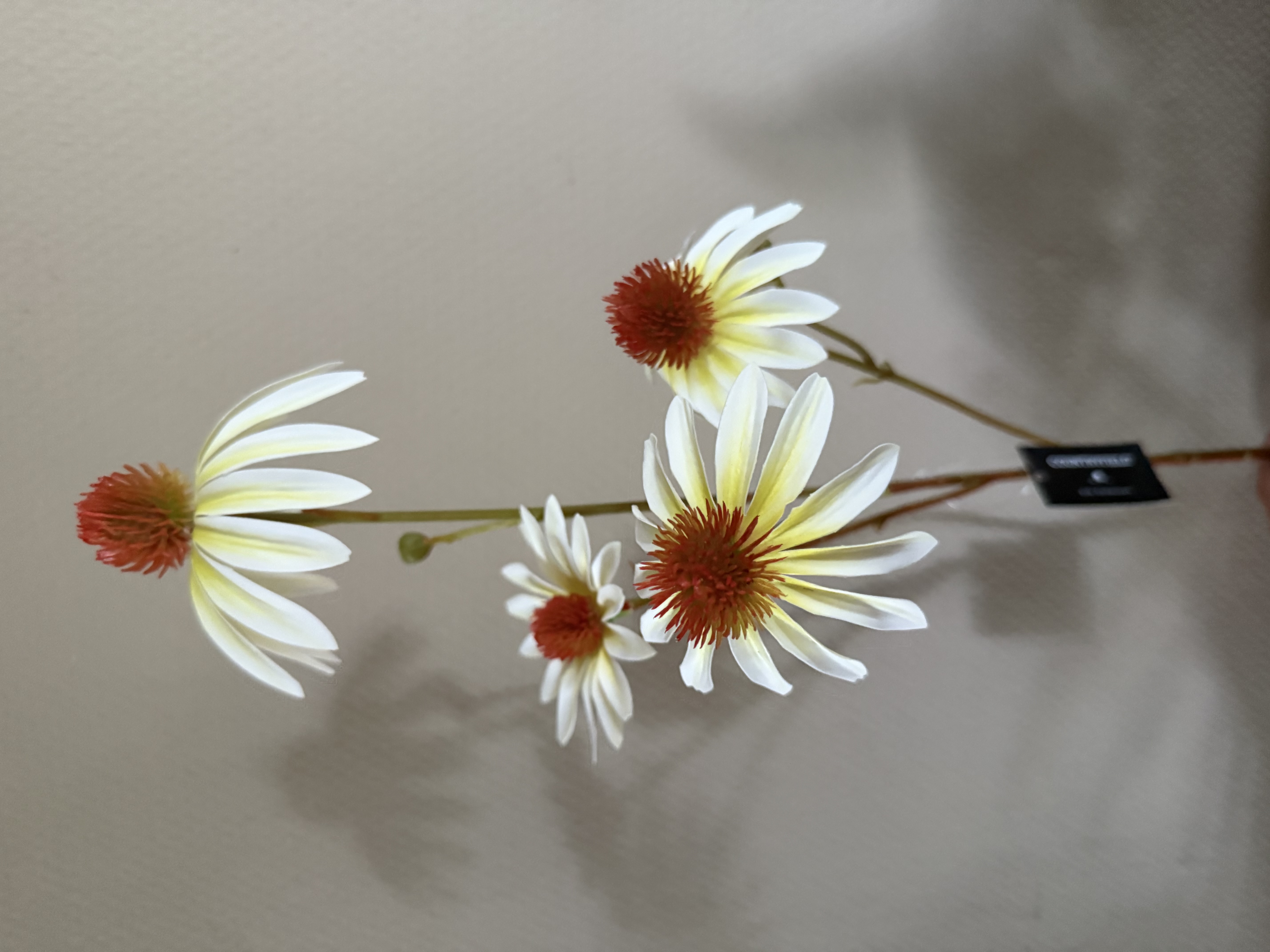 Euchinacea wit