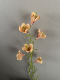 Petunia 72 cm