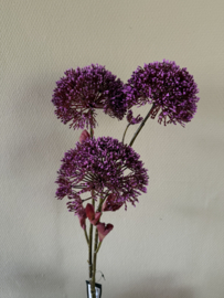 Allium Purple groot