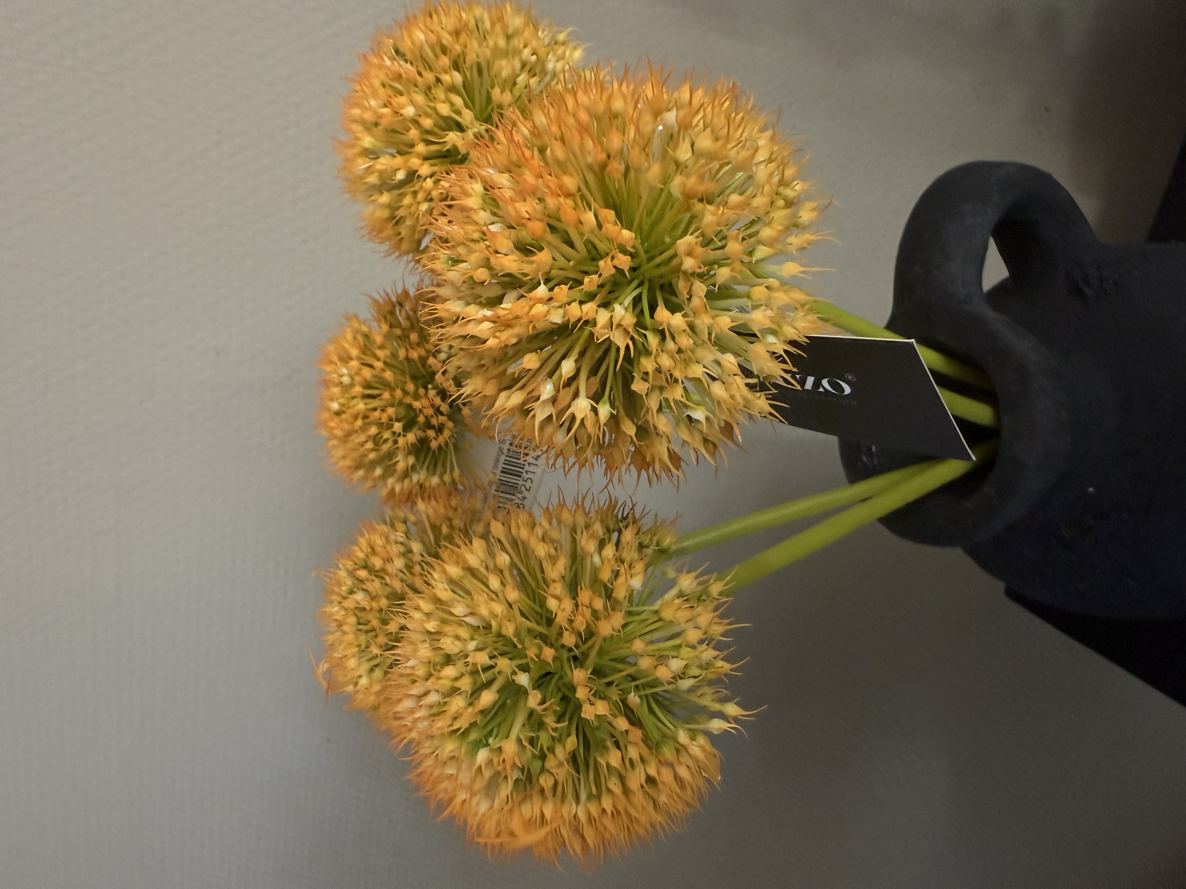 Allium bollen in 5 kleuren