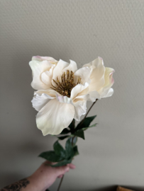 Helleborus Cream 60 cm