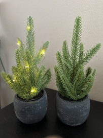 Mini kerstboompjes + potje ( met en zonder led)
