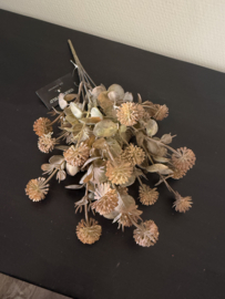 Bosje Acaena l.bruin