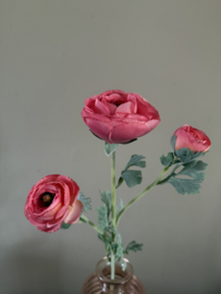 Ranunculus pink 73 cm