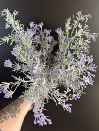 Bos Lavendel