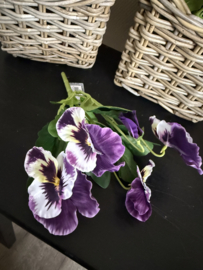 Viooltjes Purple /white  30 cm