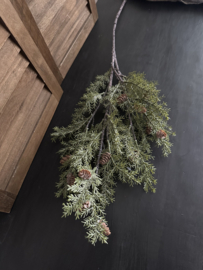 Cedrus groen tak