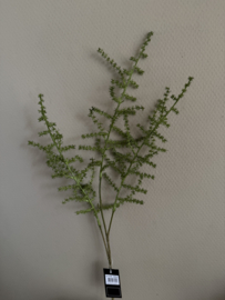 Asparagus tak
