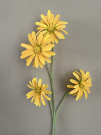 Madeliefjes   Geel 63 cm