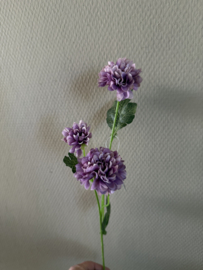 Dendranthema purple 58 cm