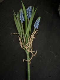 Druifjes in 2 kleuren