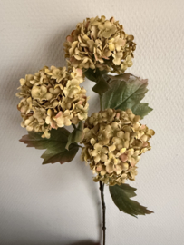 Viburnum Carlesii groen