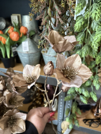 Helleborus taupe 51 cm