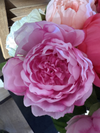 Pioen rozen in 4 kleuren