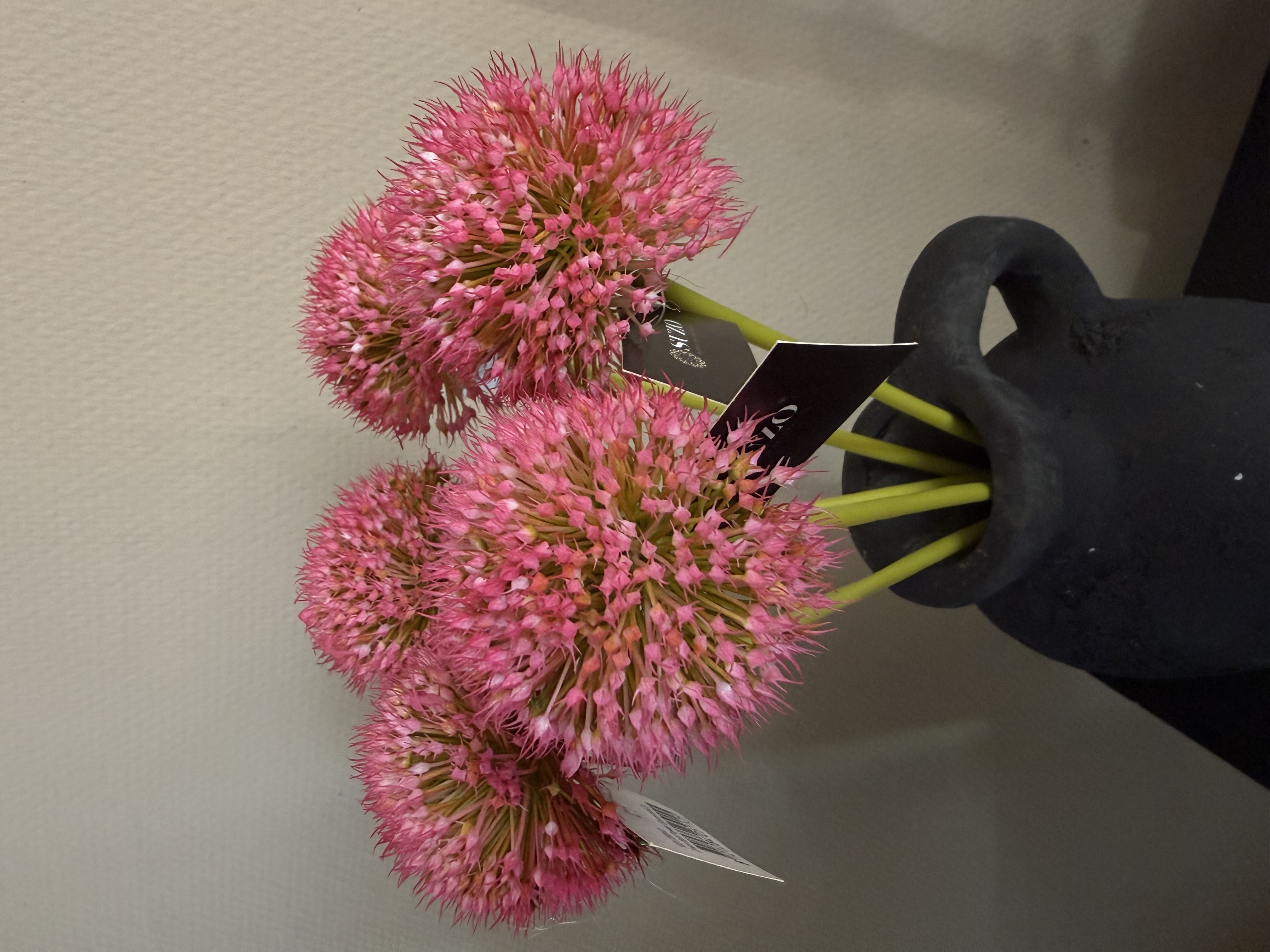 Allium bollen in 5 kleuren
