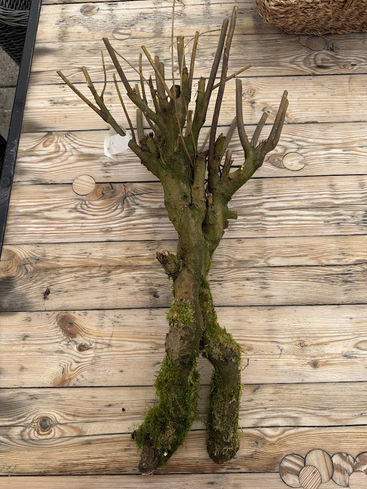 Branch sering mossed