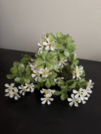 Bosje witte klaverzuring