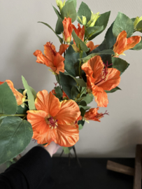 Hisbiscus orange 80 cm