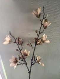 Magnolia taupe bruin