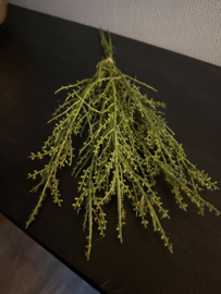 Betula Liguster groen takjes